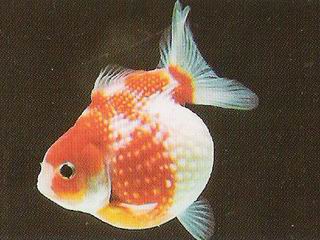 Siamese deals doll goldfish